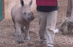 Gif animé rhinocéros mange